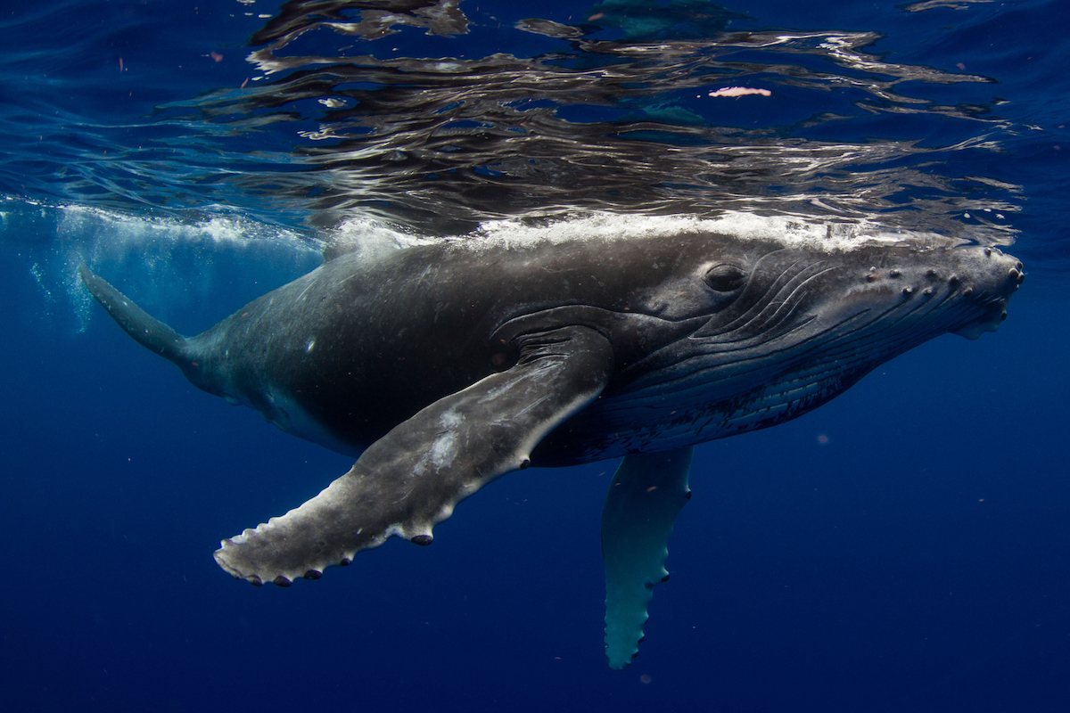 Las ballenas jorobadas campan a sus anchas por el parque marino de Costa Rica (iStock).